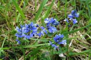 Polygala serpyllifolia (3)